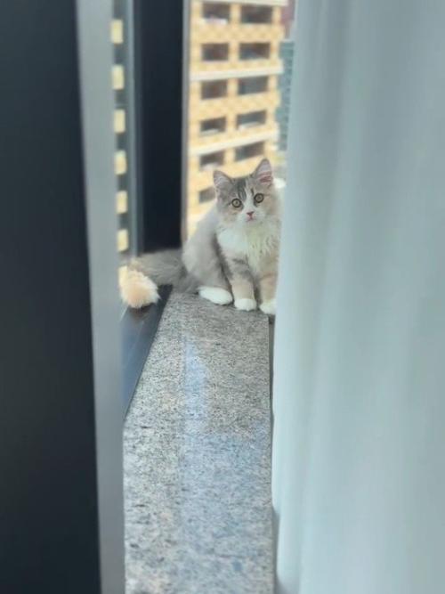 窓際に座る猫