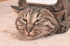 目を細めてヒゲを広げる猫
