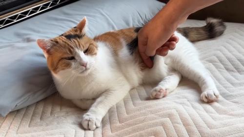お腹を指で
