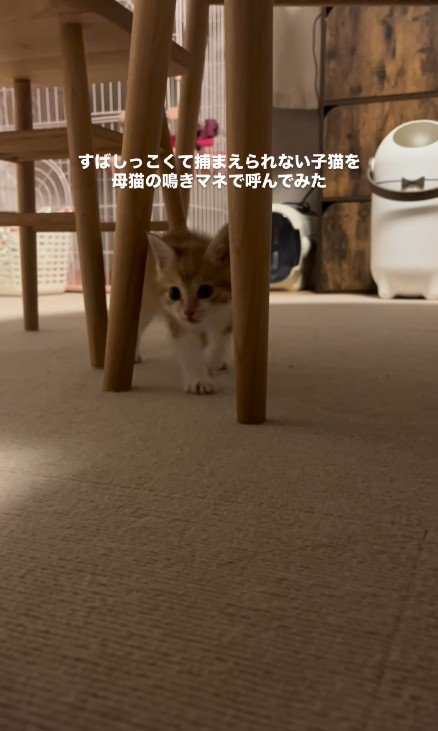 近づいてくる子猫