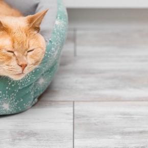 猫が『気に入っている場所』を掃除する方法5つ 頻度の目安や清潔を保つコツもご紹介