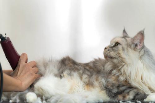 バリカンを入れられる長毛猫
