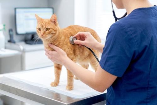 診察を受ける猫