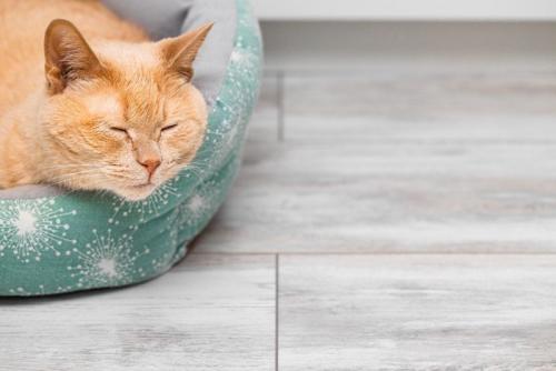 オシャレな猫ベッドで寝る猫