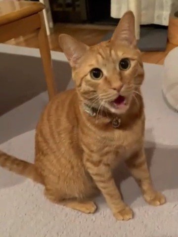 おすわりして鳴く猫