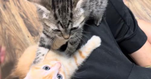 飼い主に群がる猫たち2