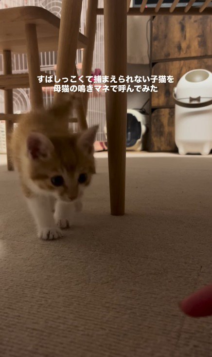 近づいてくる子猫