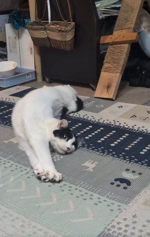 横になって両前足を揃えたまま体を伸ばしている猫