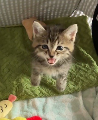 飼い主を見上げて鳴き声をあげる子猫