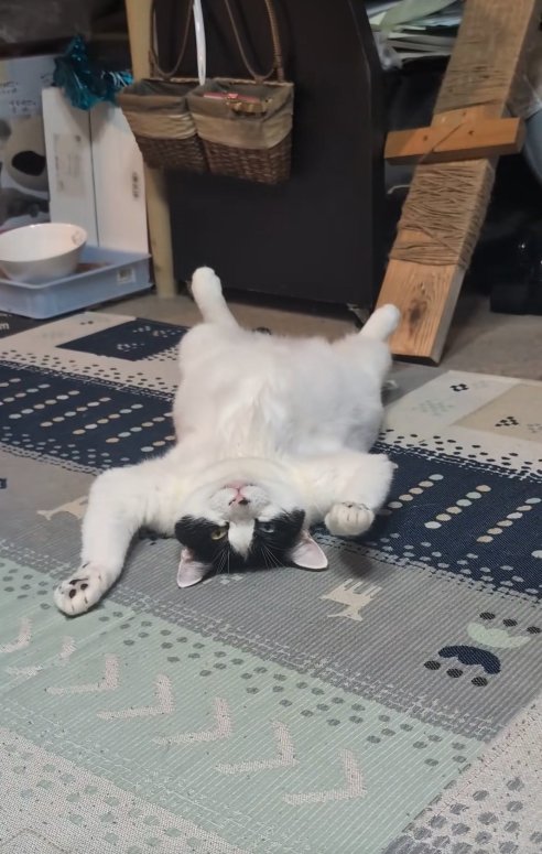 右前足を軽く浮かせながらへそ天している猫