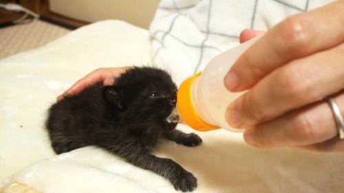 ミルクを飲んで口の周りが白い子猫