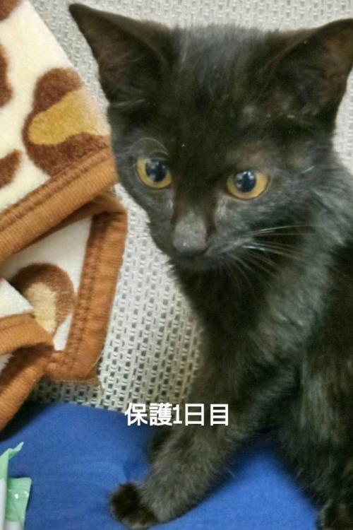 お座りする子猫