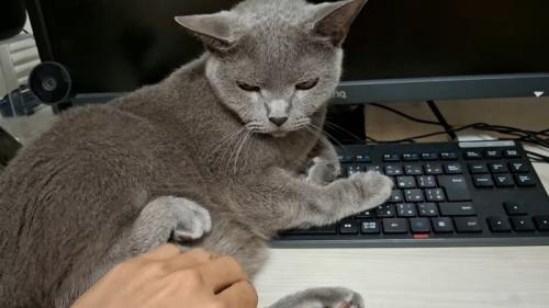 後ろ足を上げて