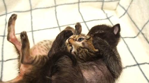 じゃれ合う子猫たち