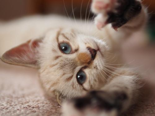 甘える子猫