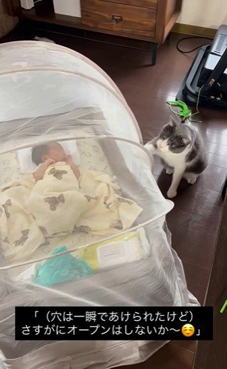 蚊帳をひっかいている猫