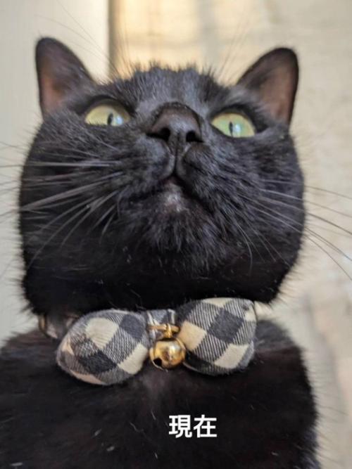 下から見た猫の顔