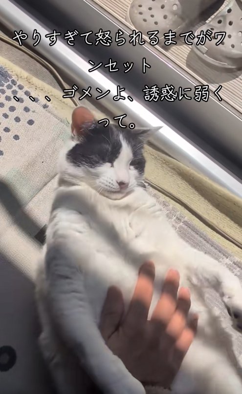 窓際で飼い主に撫でられている猫