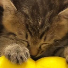 膝の上に乗って『ぬいぐるみで遊んでいた子猫』→眠気に襲われて…尊すぎる光景が23万再生「大好きなんだね」「電車で寝ちゃった人みたいw」
