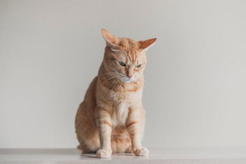 不機嫌そうな顔でイカ耳をしている猫
