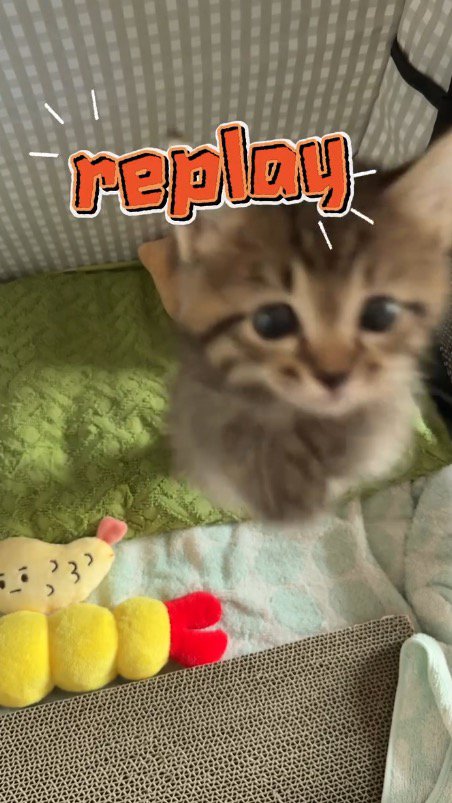 飼い主に向かってジャンプする子猫