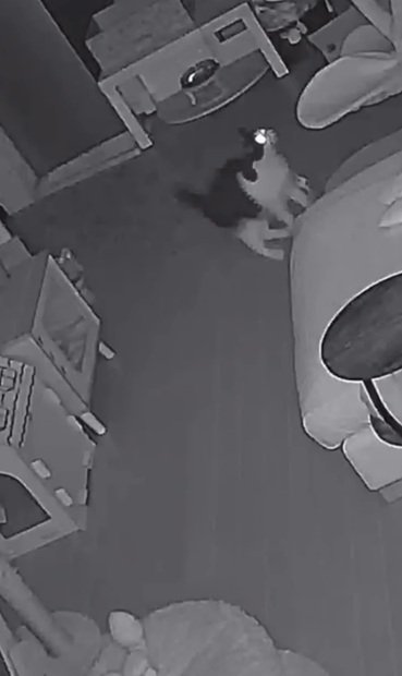 止まる猫
