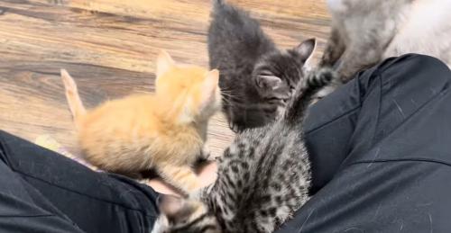飼い主に群がる猫たち3