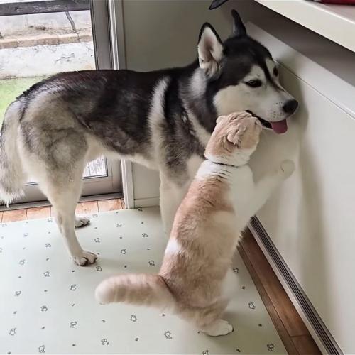 猫に口のにおいを嗅がれる犬