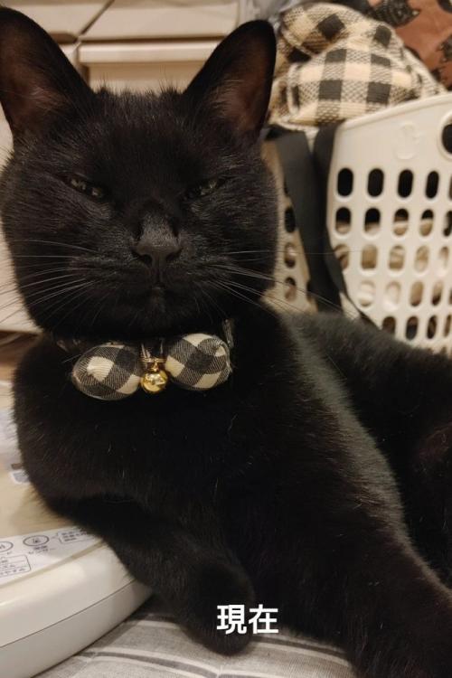 目を細めて横になる猫