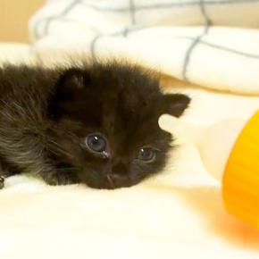 元気がない様子の『赤ちゃん猫』→『ミルクの時間』だと気が付くと…尊すぎる光景が43万再生「母性を感じた」「スクスク元気に育って」