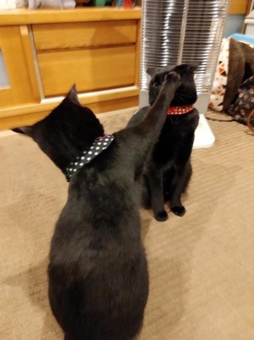 猫パンチする猫