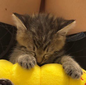 子猫の寝顔