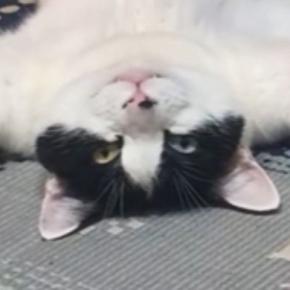 豪快なへそ天で『くつろぐ猫』を見ていたら→『おてての動き』が…まさかの行動に13万いいね「絶対人間入ってる」「吹いてしまったw」と話題