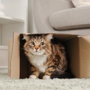 猫があなたに『嫌なキモチです』と訴えている仕草5選 不快感を抱く理由や適切な対処法も