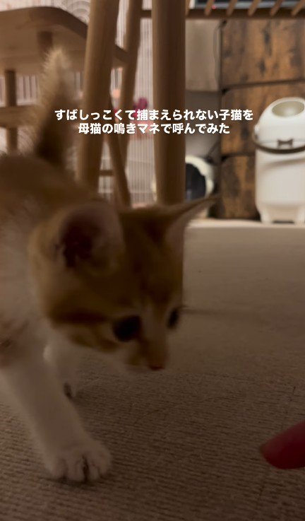 指に近づく子猫