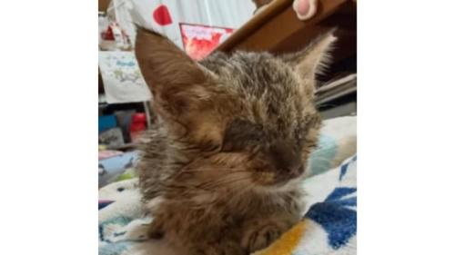 室内にいる猫