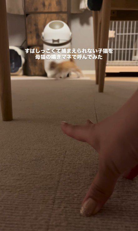 走り去る子猫