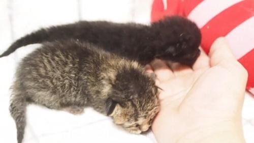 2匹の生まれて間もない子猫