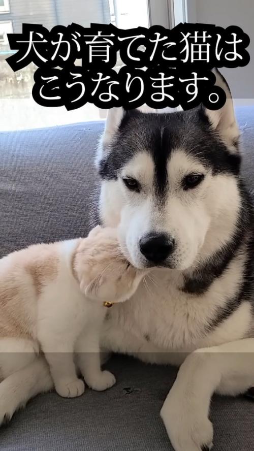 犬の顔にスリスリする猫