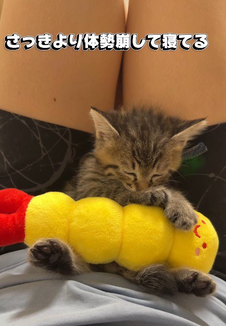 体勢を変えて飼い主の膝の上で眠る子猫