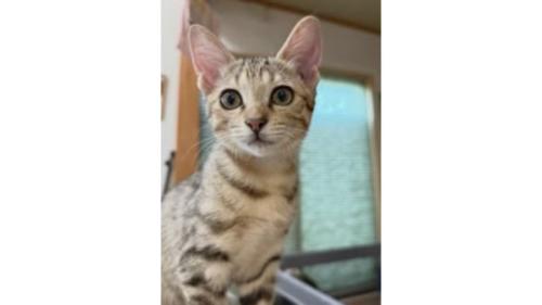 室内にいる猫