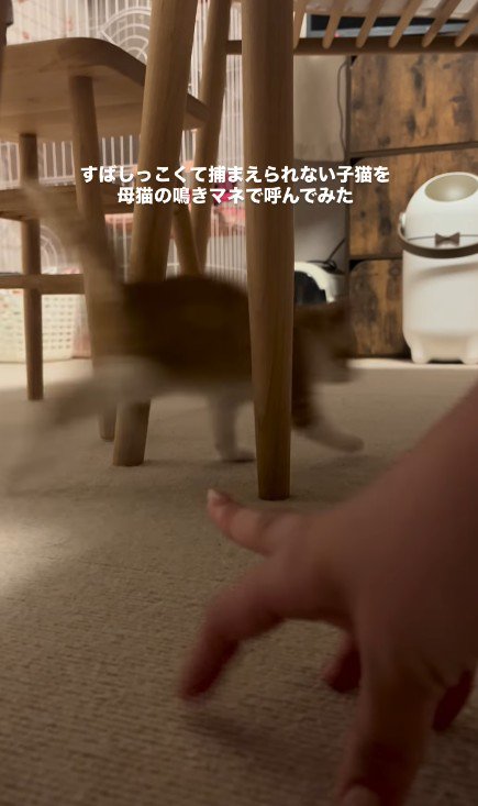 逃げる子猫
