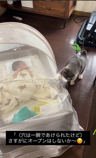 蚊帳をひっかいている猫