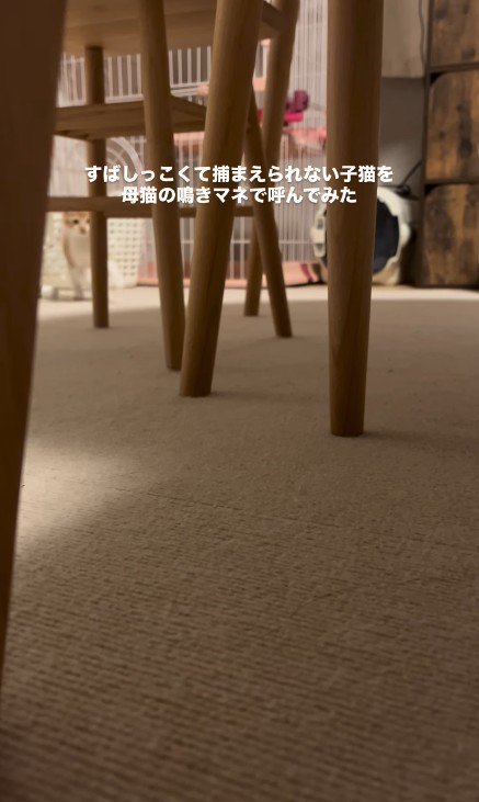 テーブルの奥にいる子猫