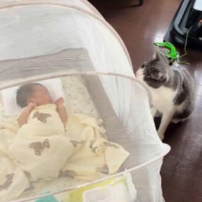 猫が『生まれたばかりの赤ちゃん』に近づかないよう『蚊帳』を設置した結果…『予想外の光景』が101万再生「頭がいいw」「笑ってしまった」