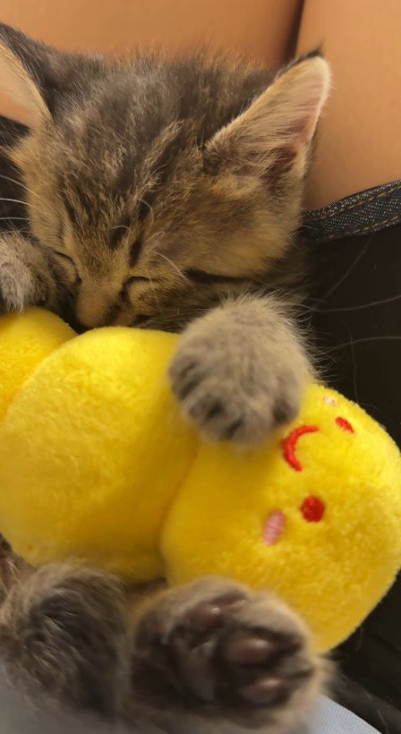ぬいぐるみに前足を乗せて眠る子猫