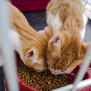 『猫を保護』した直後にやるべきこと3選 注意すべきポイントや必要な準備も解説
