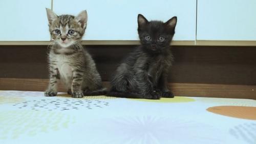 お座りする2匹の子猫