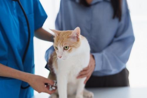 猫の健康チェック