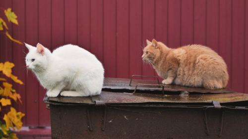 庭にたたずむ2匹の猫